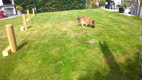 *Funny Puppy Video* Little Puppy Meets Big Dog!
