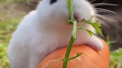 Rabbit funny moments