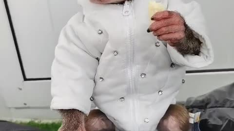 This little monkey is so cute