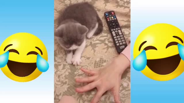 Cats puppy funny moments 😄😆🤣😂❤ u don't control yourself