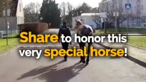 A VERY SPECIAL HORSE