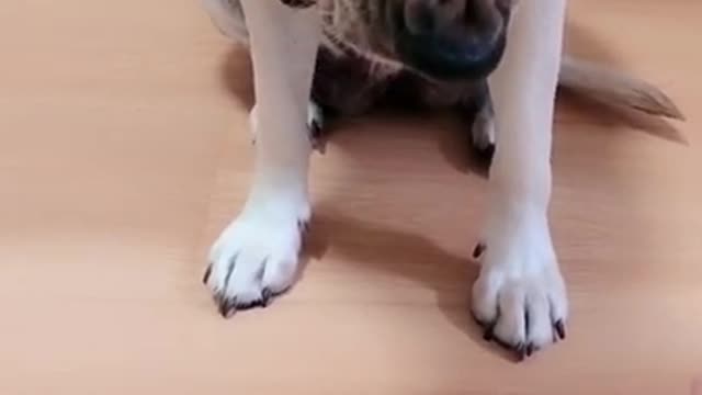 Dog Hates Cheating and Barks on his Owner | Loyal Dpggy