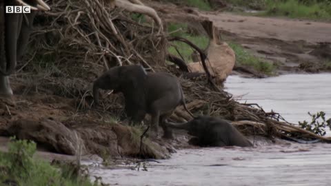 Baby Elephants Swept Away from Mother in the River | BBC Earth