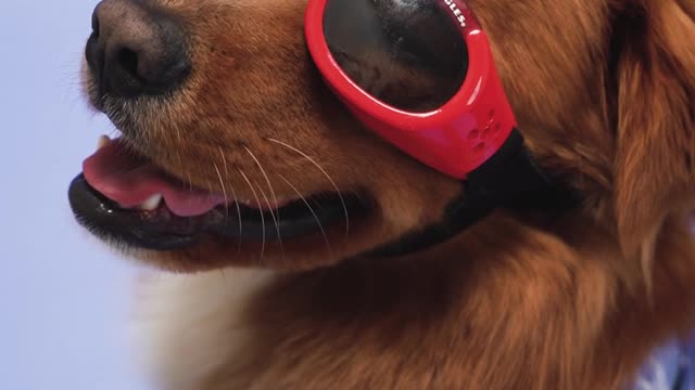 Puppy wear sunglass is the cutest thing you will today happy puppy