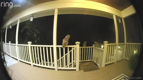 Michigan Family Catches Visiting Owls On Their Porch With Ring Camera