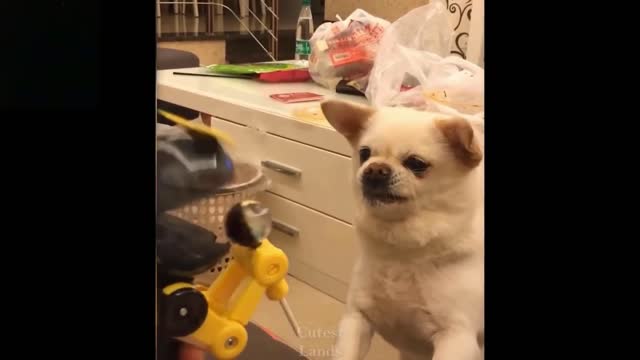 Sweet Angry Dog // Funny Dog