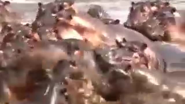 A hippopotamus bites a crocodile