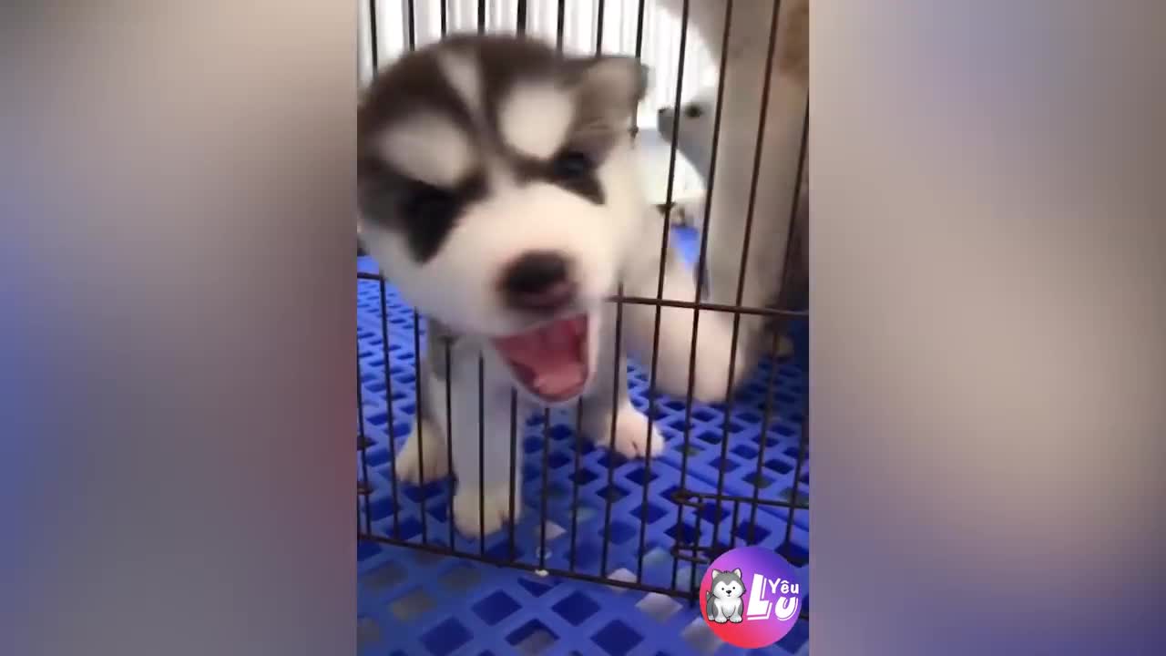 The husky dog is dumbfounded