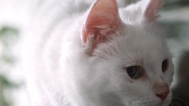 Cute Cat Play Piano and Beautiful Butterfly 🦋