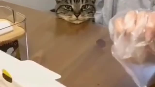 Cute and cats funny video