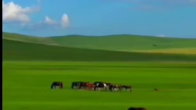 A large group of horses grazed heartily on the grass