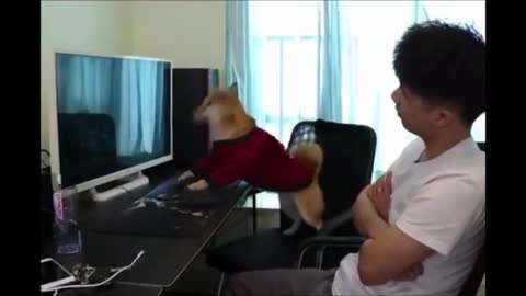 Funniest Animals - Best Of The 2022 Funny Animal Videos
