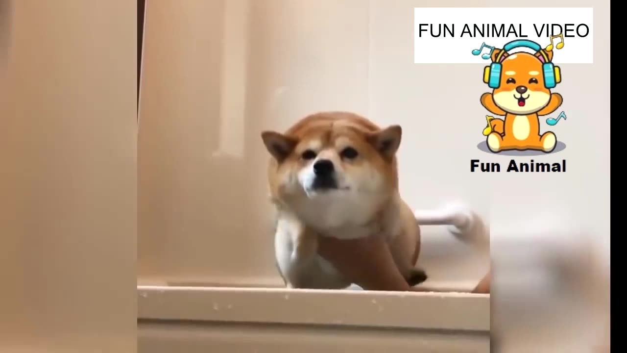 Video Fun Cat the Dog Funny