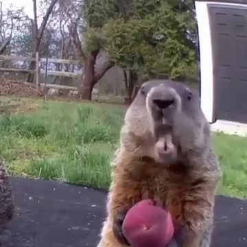 Hilarious😂 face squirrel🐿