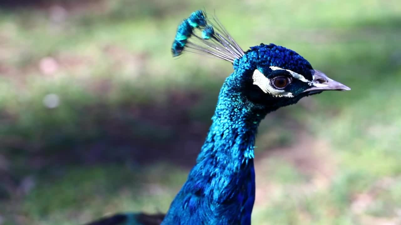 Beautiful blue peacock in nature nice