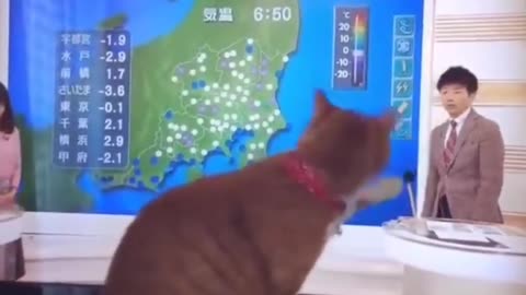 New Cute Cat Videos! Funny and Cute Cats!