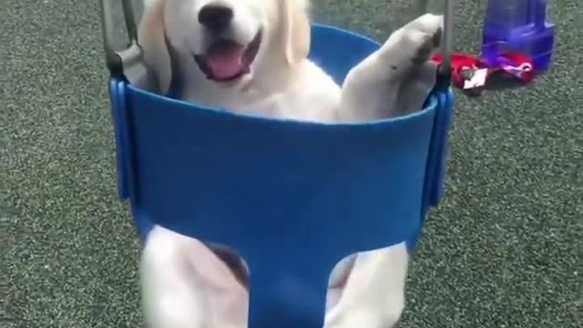 Funniest Animals /Cutest video Ever Best Of The 2021 cute pet