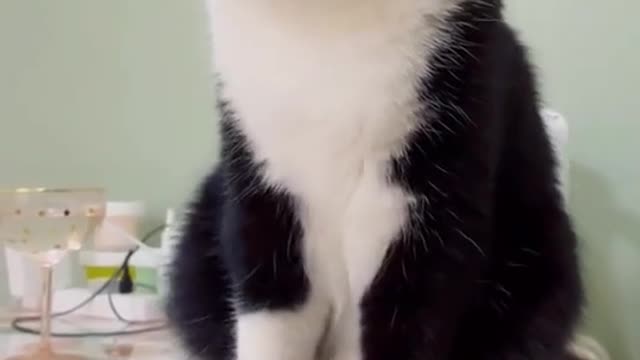 Cute and Funny Cat Videos Compilation - PART 87