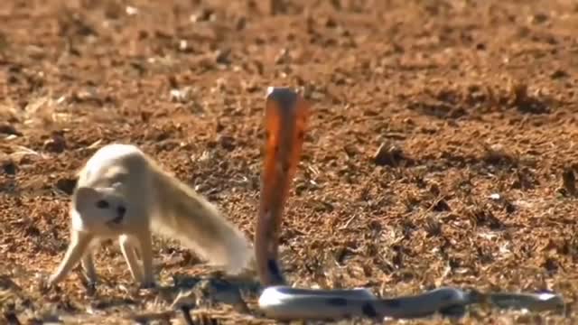 Snake vs mongoose fight//snake and mangoose dangerous fight