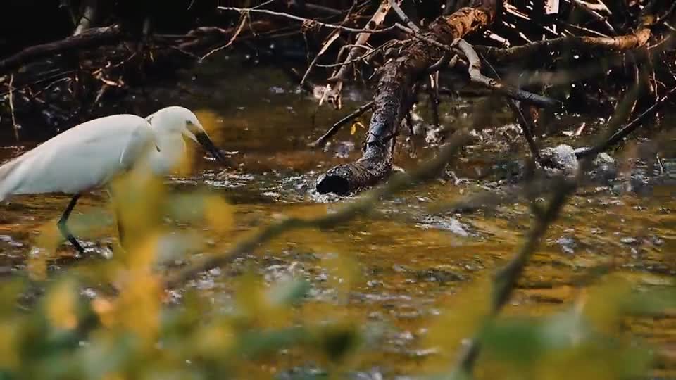 Beautiful black heron