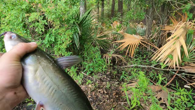 Difference between a blue cat and a channel catfish