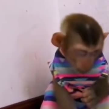 Funny monkey like adorable baby
