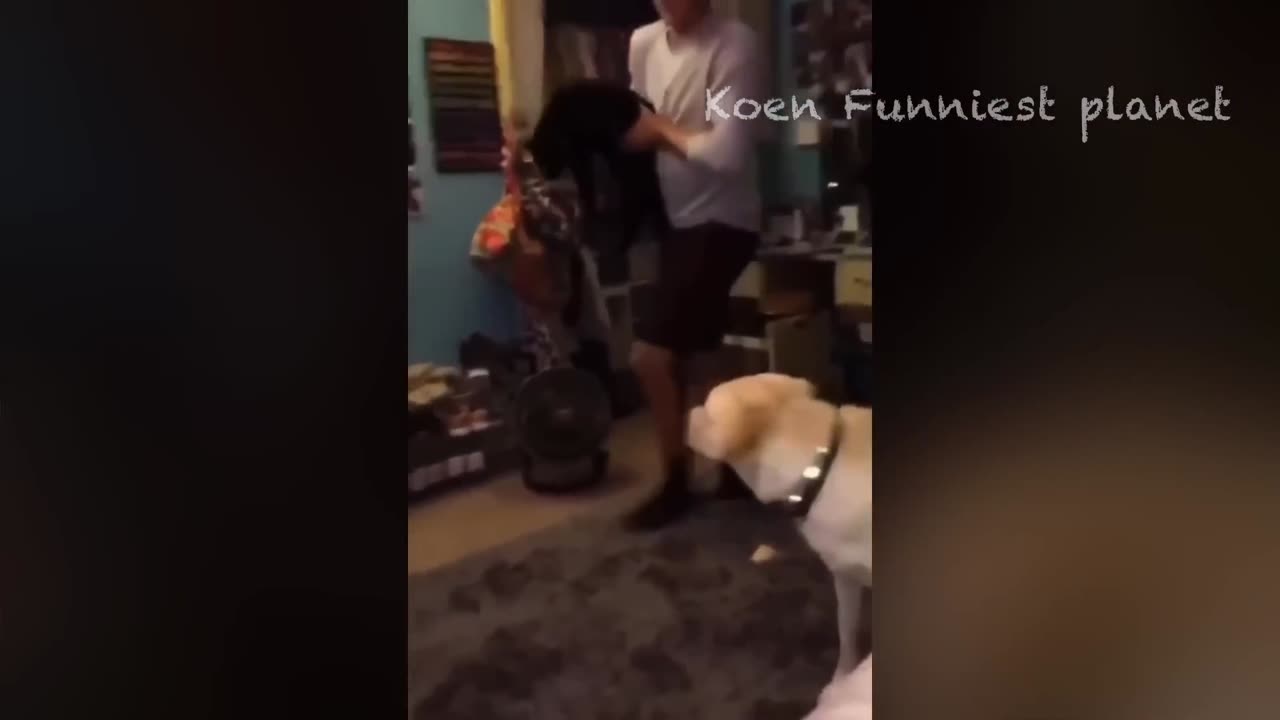 funny cats and dogs video