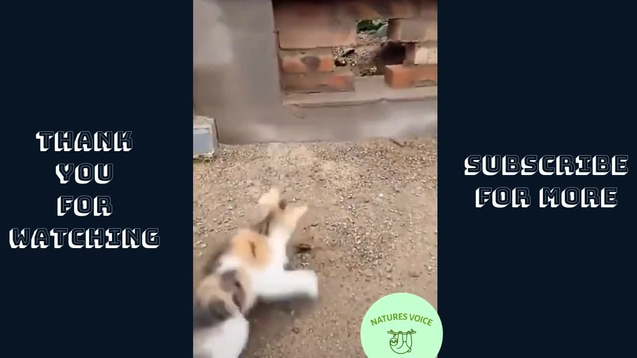 Funniest Pets 😹 Don't try to hold back that Laughter 🤣🤣