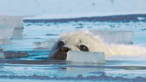 Harp seals race against time