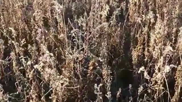 Black dog walking through tall grass jumping to see