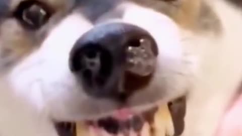 Funny dog and cat video 🤣😂