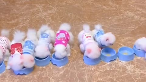 Are they cute #pet #fyp #puppy