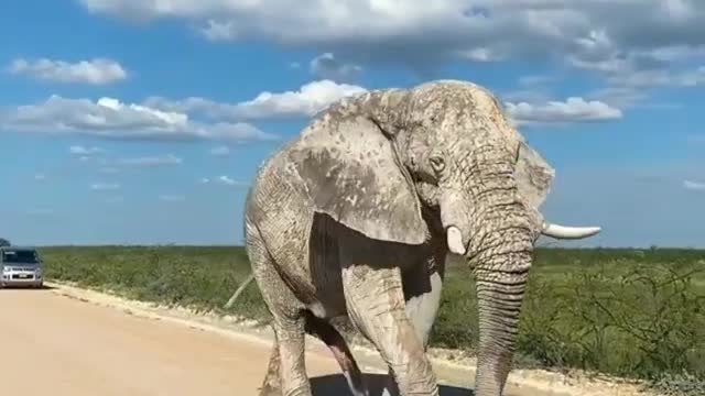 Asian Elephant walking on the road.🐘🤫