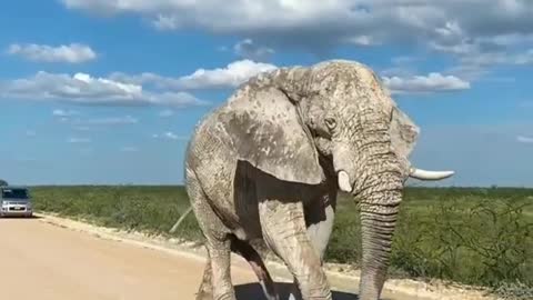 Asian Elephant walking on the road.🐘🤫