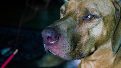 Ridgeback Incense Burning Smoke Bemused Grumpy