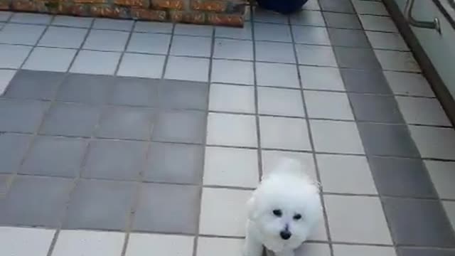 Dog resting on the roof of the house