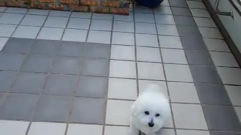 Dog resting on the roof of the house