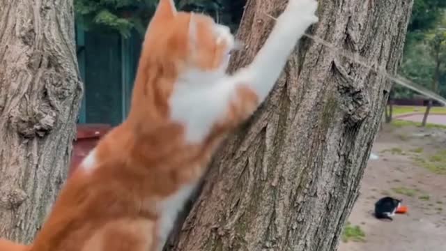 Cute Cat Video | Funny Cat | Pet