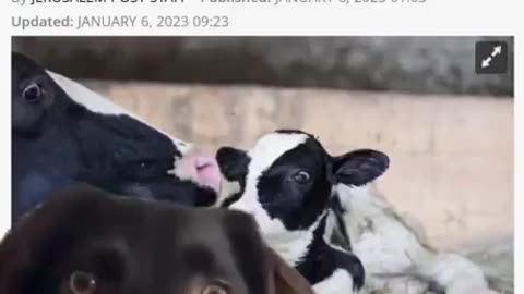 Israeli Spy Cows