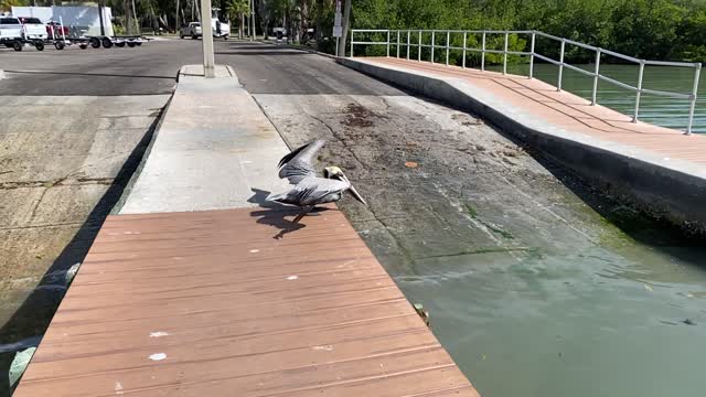 Slow-mo of a pelican in flight