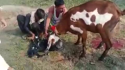 Goat Giving Birth of Two New Beautiful babies