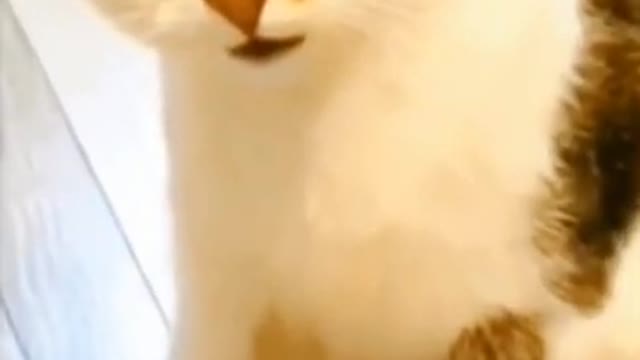 4.what a fight🤣🤣🤣 from tiktok @funnyhere03 #shorts