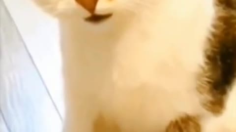 4.what a fight🤣🤣🤣 from tiktok @funnyhere03 #shorts