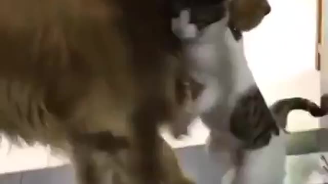 smart dog broke up fight