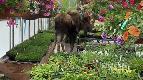 Moose Nimbly TipToes Through Greenhouse