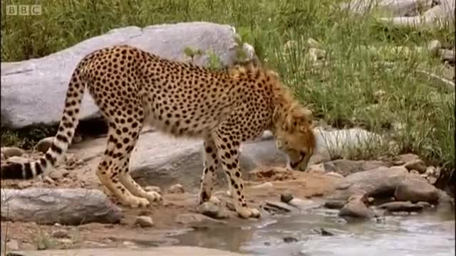 4 Wheel Drive Time | Big Cat Diary | BBC Earth