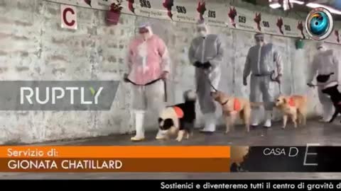 A Seoul tamponi, mascherine e quarantena per gli animali domestici!