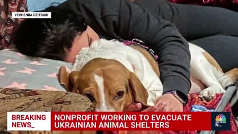 Inside The Effort To Get Animals Out Of Ukraine