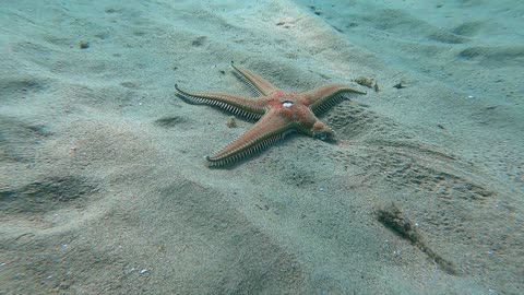Big Starfish With Missing Leg