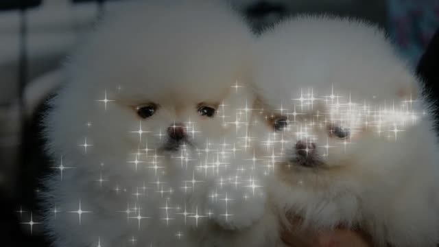 CuTS DOGS | CUTS DOGS VIDEO IN THE WORLD 2021
